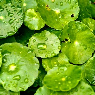 Extrakt z pupečníku asijského (Centella Asiatica)