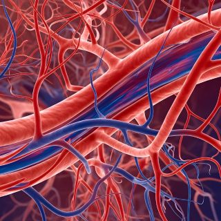 Stimuluje krevní oběh